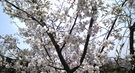 ４月６日「西神中央公園の桜」.jpg