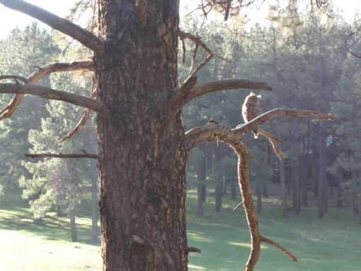 ５０・Horned Owl・５１０.jpg